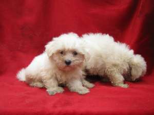 vand catei bichon maltese si bolognese