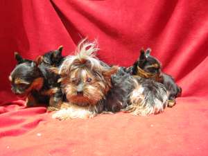vand catei yorkie toy