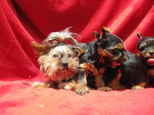 vand catei yorkie toy