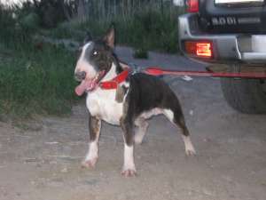VAND ADULTI BULLTERRIER