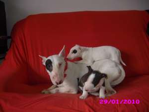 VAND ADULTI BULLTERRIER