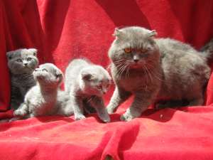 VAND PISOI SCOTTISH FOLD