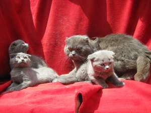 VAND PISOI SCOTTISH FOLD