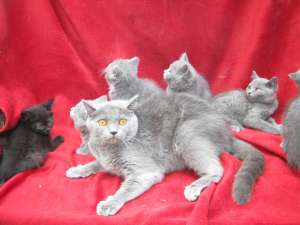 VAND PISOI BRITISH SHORTHAIR