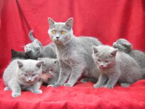 VAND PISOI BRITISH SHORTHAIR