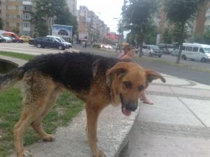 CATEL CU EXPERIENTA,  CAUT STAPAN!