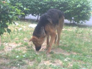 CATEL CU EXPERIENTA,  CAUT STAPAN!