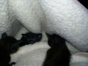 birmaneza neagra