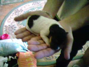 vand foz terrier