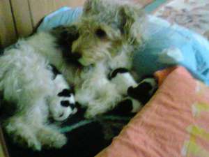 vand foz terrier