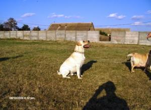 labrador mascul pentru monta