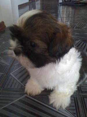 pui de shih-tzu