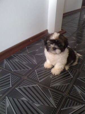 pui de shih-tzu
