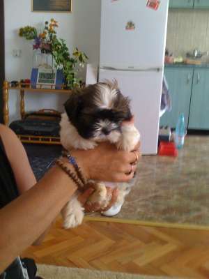 pui de shih-tzu