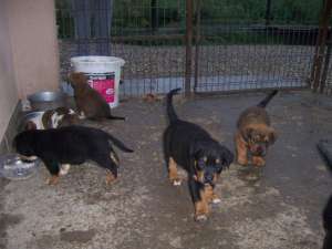 vand catei metis rottweiler doberman amstaf