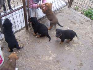 vand catei metis rottweiler doberman amstaf