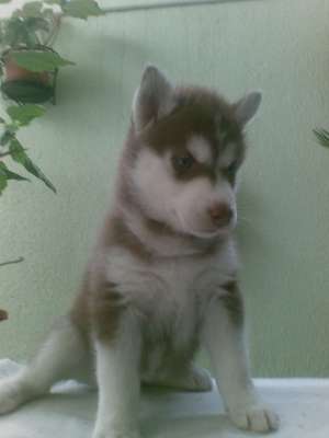 femela husky linie SUA