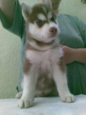 femela husky linie SUA