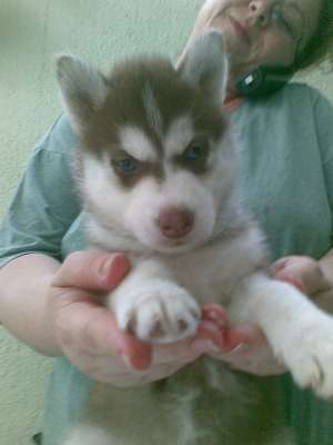 femela husky linie SUA