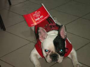 BUNA DAU CATEL BULDOG FRANCEZ  PENTRU MONTA 2 ANI ...