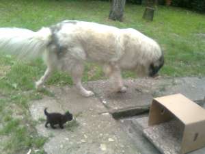 Vand ciobanesc romanesc de bucovina,  mascul,  2, ...