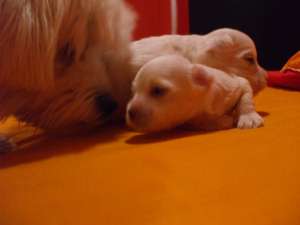 Vand un bichon havanes mascul alb nascut  la 08.06...