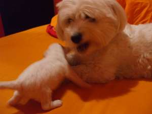 Vand un bichon havanes mascul alb nascut  la 08.06...