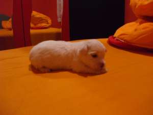 Vand un bichon havanes mascul alb nascut  la 08.06...