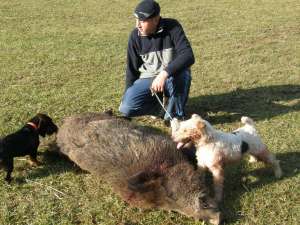 Vand pui Fox Terrier (wirehaired)