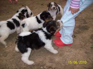 Vand pui Fox Terrier (wirehaired)