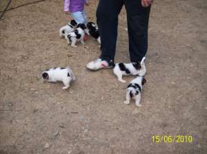 Vand pui Fox Terrier (wirehaired)