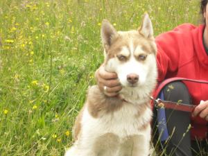 vand husky