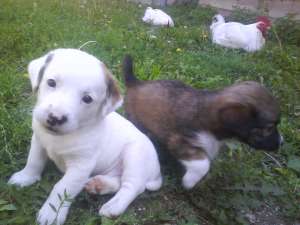 vand doi pui de jack russel. sunt extrem de jucaus...
