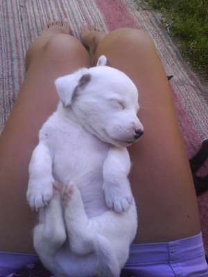 vand doi pui de jack russel. sunt extrem de jucaus...