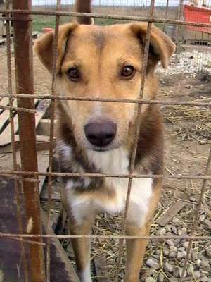 Povestea lui incepe cam asa: abandonat,  lovit de ...