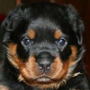Femela cu pedigree microcip, toate vaccinurile fac...