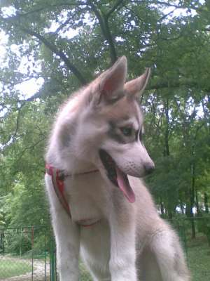 ofer spre vanzare un pui husky siberian bi-eyed(un...