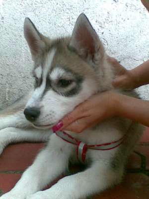 ofer spre vanzare un pui husky siberian bi-eyed(un...