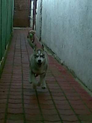 ofer spre vanzare un pui husky siberian bi-eyed(un...