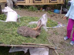 Vand iepuri de rasa mare, marele belgian, marele g...