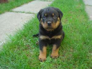 Vind catei rottweiler,    linie foarte buna,    virs...