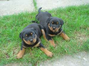 Vind catei rottweiler,    linie foarte buna,    virs...