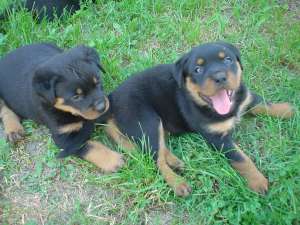 Vind catei rottweiler,    linie foarte buna,    virs...