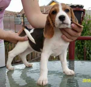 DE vanzare puiuti beagle tricolori, baieti si feti...