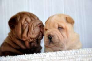 Vand pui shar pei cu carnet de sanatate,  vaccinur...