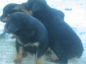 vand catei rottweiler deosebiti,  rasa pura....
