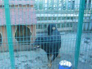 vand catei rottweiler deosebiti,  rasa pura....