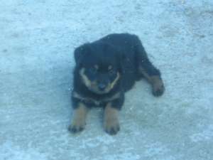vand catei rottweiler deosebiti,  rasa pura....
