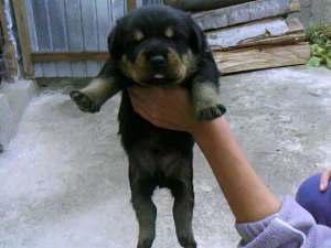 vand pui rottweileri.rasa pura
varsta 1 luna...