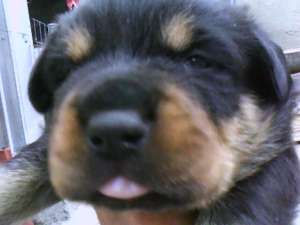 vand pui rottweileri.rasa pura
varsta 1 luna...